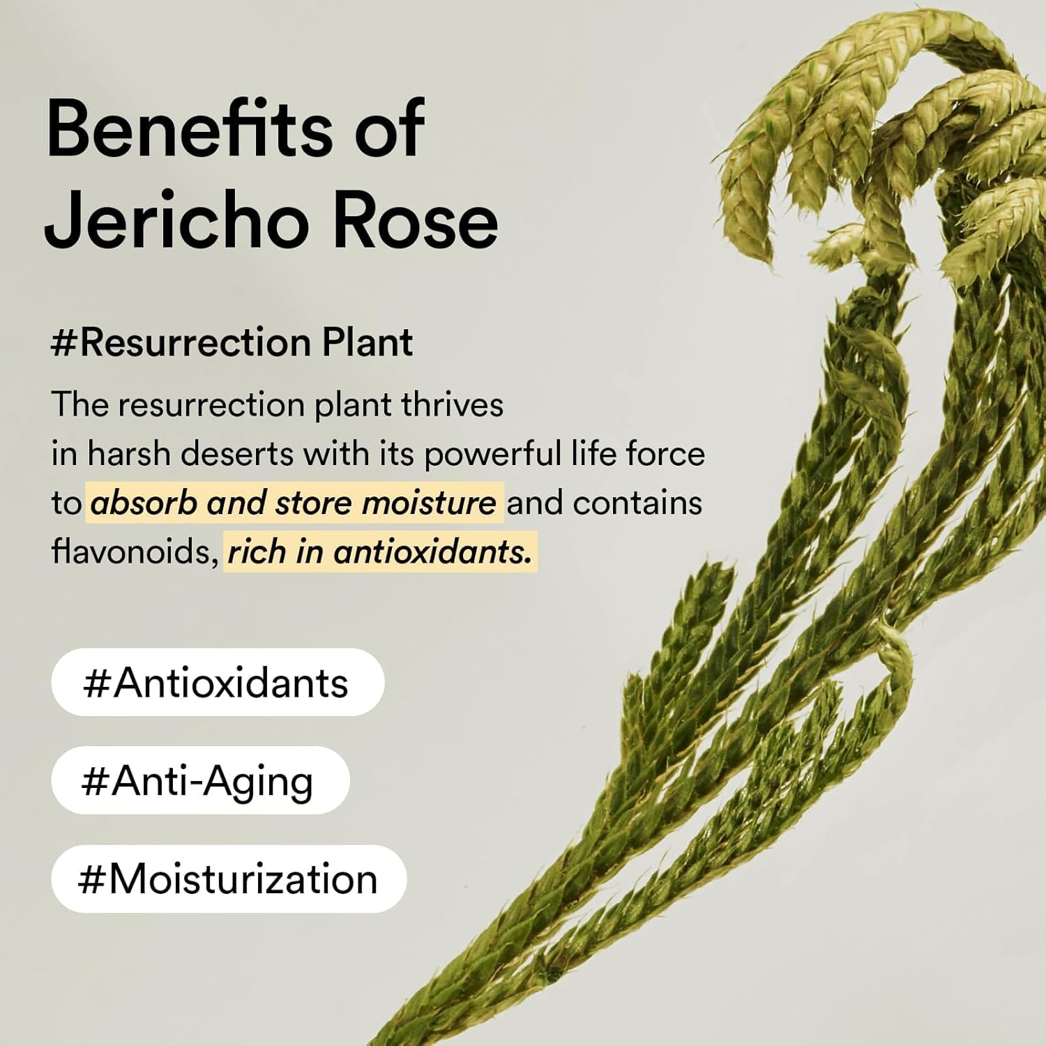 Abib Collagen Eye Patch Jericho Rose Jelly 60 Patches