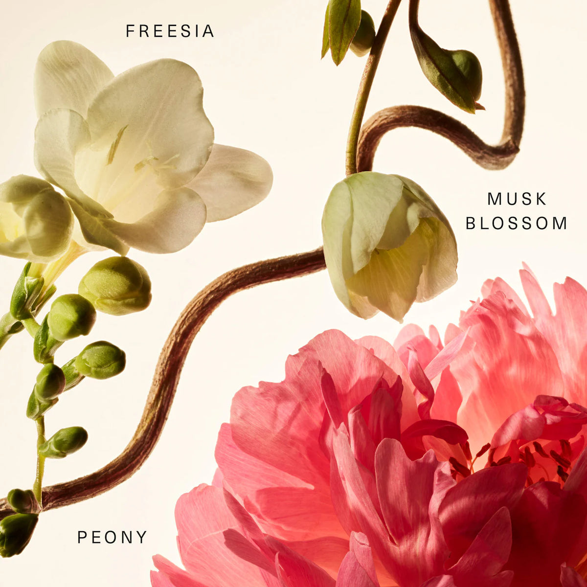 Rare Beauty Floral Peony Blossom Rare Fragrance Layering Balm 20 ml / 0.67 oz